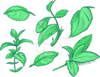 Green mint leaves, menthol, aroma peppermint hand drawn vector illustration. Leaf of mint for tea, freshness natural spearmint