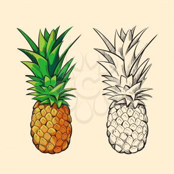 Outline pineapple and color cartoon pineapple with green leaves vector illustration