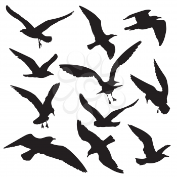 Flying birds black silhouettes vector set. Dove and hawk, eagle and seagull illustration