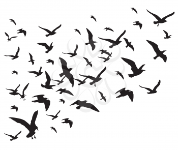 Flying birds flock vector illustration isolated on white background. Silhouette of black pigeon hawk and eagle