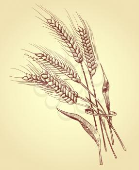 Hand drawn ears of wheat with grains, bakery sketch vector illustration. Wheat sheaf harvest