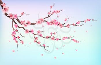 Japan sakura branches with cherry blossom flowers and falling petals isolated on white background vector illustration. Branch of cherry blossoms on blue background