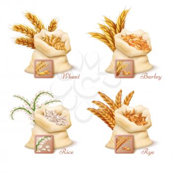 Agricultural cereals - wheat, barley, oat and rice vector. Set of sacks with grains oat and wheat, illustration of barley grain and rice