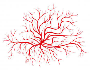 Human blood veins, red vessels vector illustration. Blood vessel and human cardiovascular red silhouette vessel