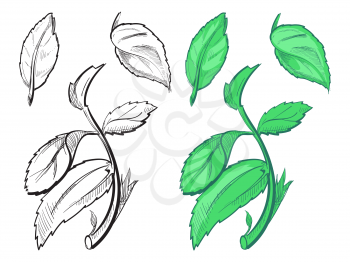 Hand drawn sketch of peppermint - mint silhoutte and colorful leaves on white background. Vector illustration