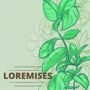 Peppermint green plants and leaves poster banner background. Vector illustration