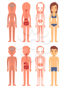 Male and female skeleton, digestive and nervous systems isolated on white. Vector illustration
