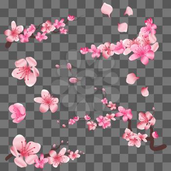 Spring sakura cherry blooming flowers, pink petals and branches isolated on transparent background. Vector illustration