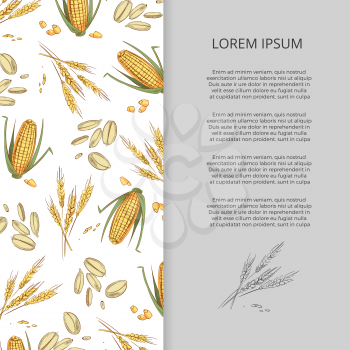 Hand drawn cereals corn wheat banner poster design. Vector illustration