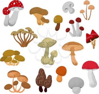 Fresh autumn mushrooms and toadstools cartoon vector set. Mushroom collection organic, boletus vegetable illustration