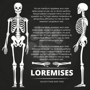 Chalkboard poster with human skeletones and bones. Skeleton human illustration vector