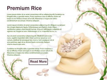 Realistic rice, grains and ears isolated on white background. Premium rice vector web background template illustration