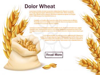 Realistic wheat, grains and ears isolated on white background. Premium wheat vector web background template illustration