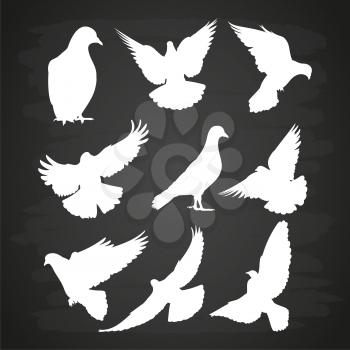 White dove silhouette set on blackboard. Illustration bird pigeon vector collection