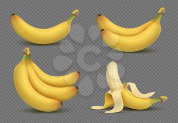 Realistic yellow banana, bananas bunch 3d vector illustration isolated on transparent background. Fresh fruit food, organic and ripe tropical illustration