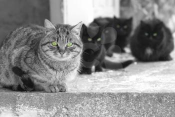 Group of cats with green glowing eyes sitting and looking at camera. Black and white image
