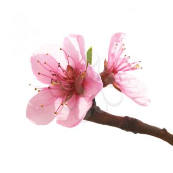 Almond pink flowers isolated on white. Macro shot
