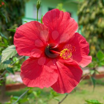 Red flower- Hibiscus rosa sinensis, soft background