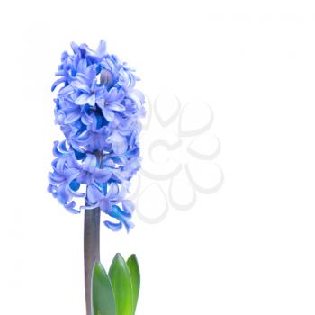 Three blue flowers hyacinthes with green leaves isolated on white