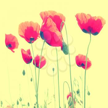Beautiful red poppies modern colorized