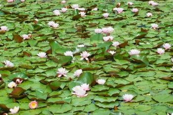 Water lily (Nymphaea alba) in the pond