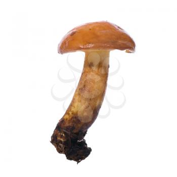 Edible mushroom Suillus luteus) on a white background 