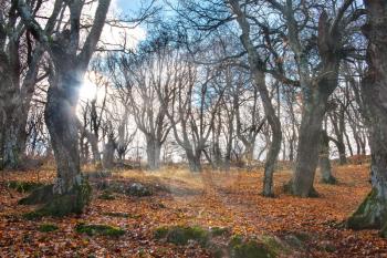 Morning in the autumn forest with big oak trees