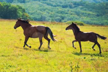 Running dark bay horses in a meadow with green grass. Nature landscape