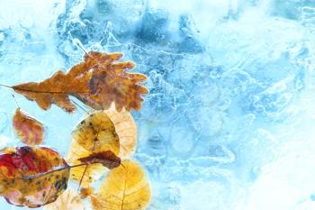 Fallen autumn leaves in the blue ice. Winter background