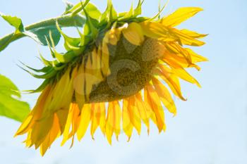 Yellow sunflower with green leaves on blue sky background
