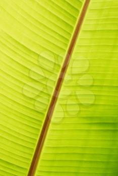 Banana green sunny leaf can be used for background