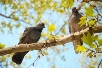 Two pigeons sitting on the branch with green leaves