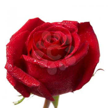 Red rose bud macro isolated on white background