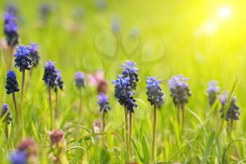 Blue flowers Hyacinths on the green grass