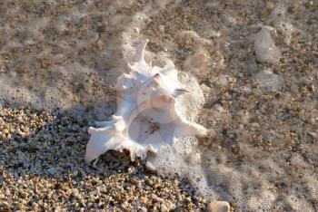 White seashell on the sea sandy beach