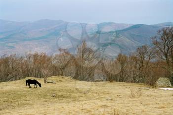 Lonely horse on the mountainside.