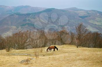 Two horses on the mountainside.