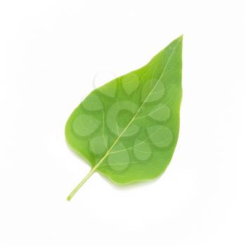 Green lilac leaf isolated on white background.