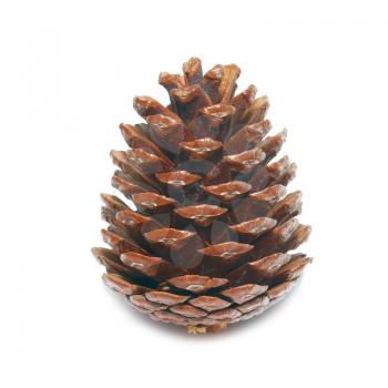 Brown pine cone isolated on white.