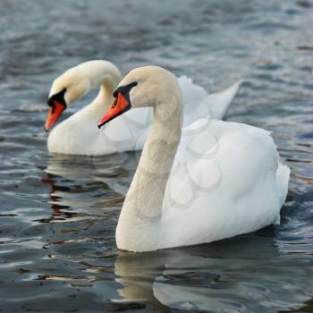 White swans on the water.