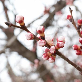 Pink buds on the almond branch tree