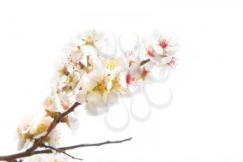The almond tree pink flowers with branch isolated on white.