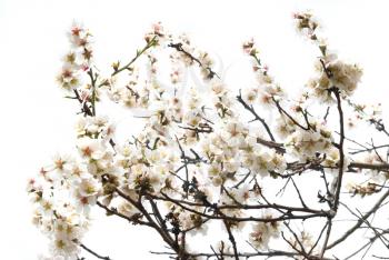 The almond tree pink flowers with branches isolated on white.