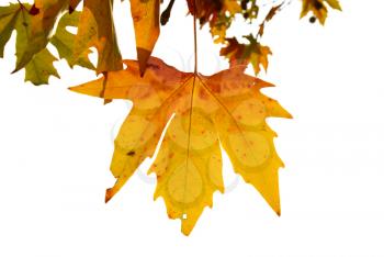 Yellow fall leaves isolated on white background.