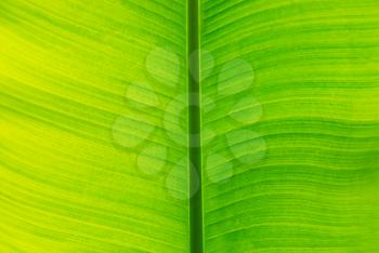 Fresh green banana leaf can be used for backgrounds.
