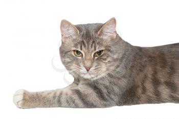 Young gray cat isolated on white background