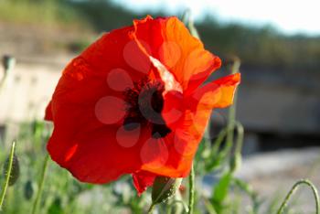 Beautiful red poppy with blue sky background