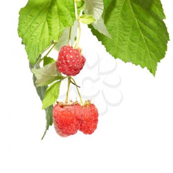 Raspberries with green leaves isolated on white