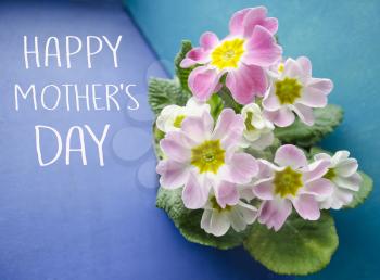 Mother's day greeting concept. Floral background with primrose flowers. Delicate primula flowers on a blue and turquoise background.