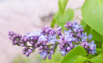 The beautiful fresh lilac violet flowers on a wooden background. Close up of lilac blossoms. Spring flower, twig lilac.